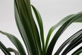 Clivia office plant leaves