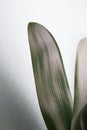 Clivia office plant leaves with shadows on light background