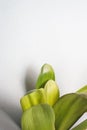 Clivia office plant leaves with shadows on light texture background