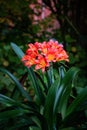 Clivia plant blossoms on a dark background Royalty Free Stock Photo