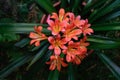 Clivia plant blossoms on a dark background Royalty Free Stock Photo