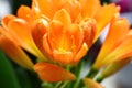 Clivia Plants flower close up photo