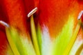 Clivia Royalty Free Stock Photo