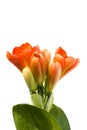 Clivia Royalty Free Stock Photo