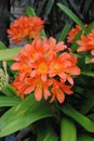 Clivias Royalty Free Stock Photo