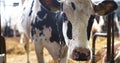 Modern farm barn with milking cows eating hay, Cows feeding on dairy farm Royalty Free Stock Photo