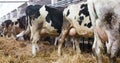 Modern farm barn with milking cows eating hay, Cows feeding on dairy farm Royalty Free Stock Photo