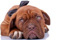 Cloaseup of a french mastiff