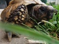 Cloawup ahot of a huge turtle in a zoo during the day