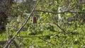 Cloche hanging in a fruit tree in the vegetable garden, made with an earthen pot and a knotted rope, in early spring Royalty Free Stock Photo