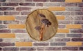 a clock on a brick wall with three mushrooms on it& x27;s side and a brick wall behind it; lyco art, a digital rendering
