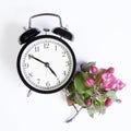 The Clock with flowers of an apple-tree of Nedzvetsky Malus niedzwetzkyana Dieck isolated on white background