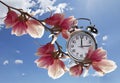 Clock hour change spring time and season magnolia flowers isolated - 3d renderin