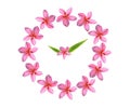 clock pink frangipani flowers