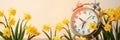 Clock surrounded by blooming daffodils, symbolizing the arrival of spring and the passing of time in a vibrant setting Royalty Free Stock Photo