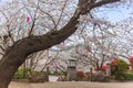 Clock tower under the Cherry blossoms at Asukayama Park of Tokyo. Royalty Free Stock Photo