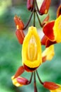 Clock Vine flowers - Thunbergia Mysorensis