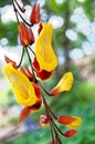 Clock Vine flowers - Thunbergia Mysorensis