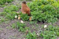 Clocking hen with its chicks among grass and blooming dandelions