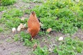 Clocking hen with its chicks among grass on the farm