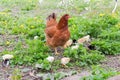 Clocking hen with its chicks among grass on the farm