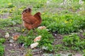 Clocking hen with its chicks among grass on the farm