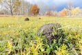 Clod of earth called molehill, caused by a mole Royalty Free Stock Photo
