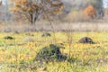 Clod of earth called molehill, caused by a mole Royalty Free Stock Photo
