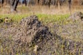 Clod of earth called molehill, caused by a mole Royalty Free Stock Photo
