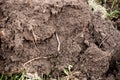 A clod of earth with an earthworm. Plowing the soil for planting agricultural crops