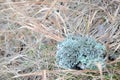 Clod of light blue lichen on autumn grass