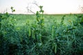 Clode up fresh ripe green pea pods on a pea plants on a agriculture field after a sunset. Royalty Free Stock Photo