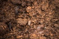 Clods of soil and humus, soft focus Royalty Free Stock Photo