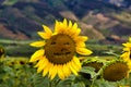 Cloe-up Of A Happy Face Etched Into The Face Of A Sunflower