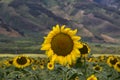 Cloe-up of a sunflower in a field of sunflowers.