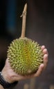 Cloes up fresh Puangmanee durian fruit in hand