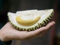 Cloes up fresh Puangmanee durian fruit in hand