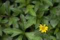 Cloes up yellow little flower with green leaf background top view