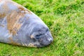 Giant elephant seal - Mirounga leonina - sloughing the skin and lying in meadow, South Georgia