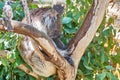 Cloesup of cute koala relaxing on a tree