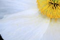 Cloesup of Limnanthes douglasii flower Royalty Free Stock Photo