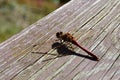 Cloesup photo of large red dragonfly, latin order Odonata, infraorder Anisoptera, possibly Sympetrum flaveolum