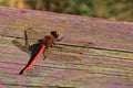 Cloesup photo of large red dragonfly, latin order Odonata, infraorder Anisoptera, possibly Sympetrum flaveolum