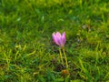 Cloesup of spring crocus flowers bulbs on green grass Royalty Free Stock Photo