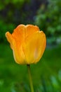 Cloesup of a yellow tulip blossom Royalty Free Stock Photo