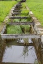 Clogged canal by grass, unmaintain sewer