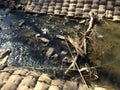 Clogged river under train bridge