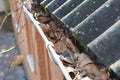 Clogged rain gutter pipeline with fallen leaves.  Roof gutter cleaning concept Royalty Free Stock Photo