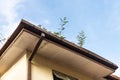 Clogged roof rain gutter full of dry leaf and plant growing in it against blue sky