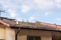 Clogged roof rain gutter full of dry leaf and plant growing in it